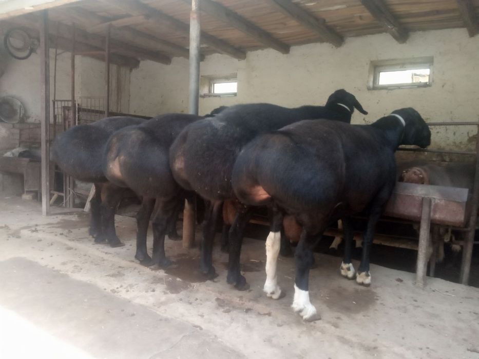 Qõy qochqor qassob hizmati 24/7