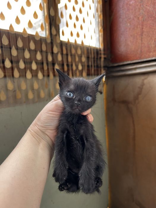 Красивые котятки