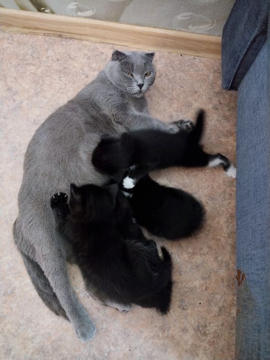 Котята с приданным