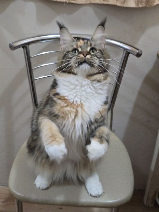 Девочка мейн-кун