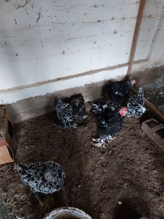 Яйца мраморной брамы