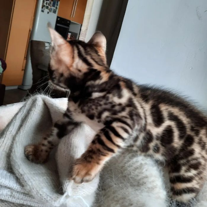 Продам бенгальских котят