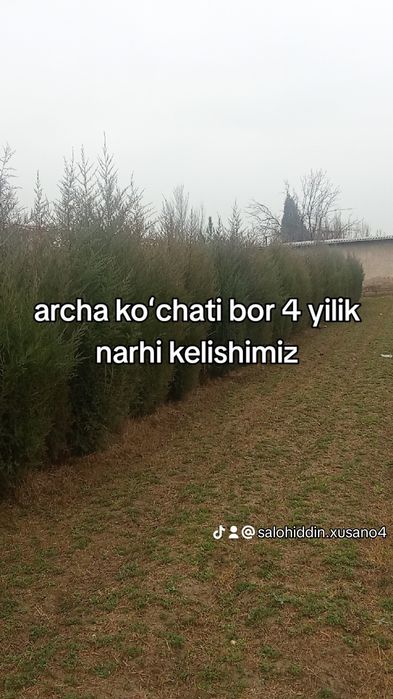 Manzara uchun koʻchatlar har hil