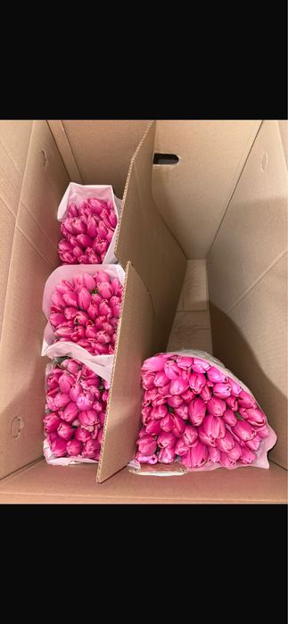 Тюльпаны Экибастуз по 800-850