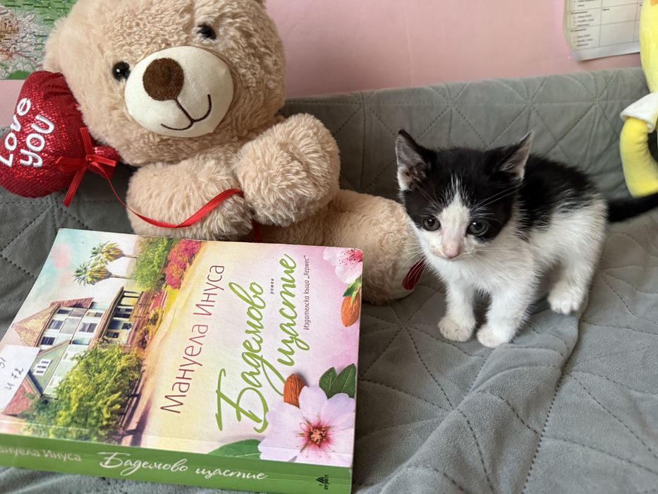 Подаряваме котета
