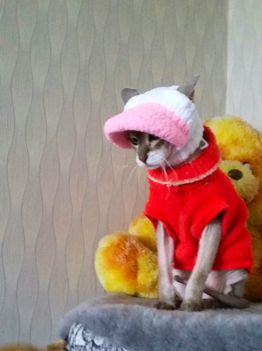 Одежда для животных. Шапочки.