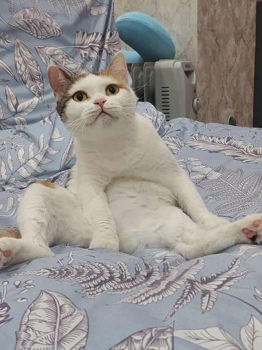 Красивая,умная кошечка