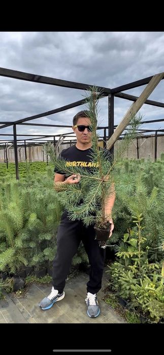 Сосна обыкновенная