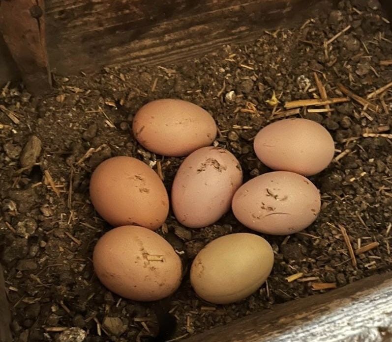 Разплодни яйца от черен австралорп