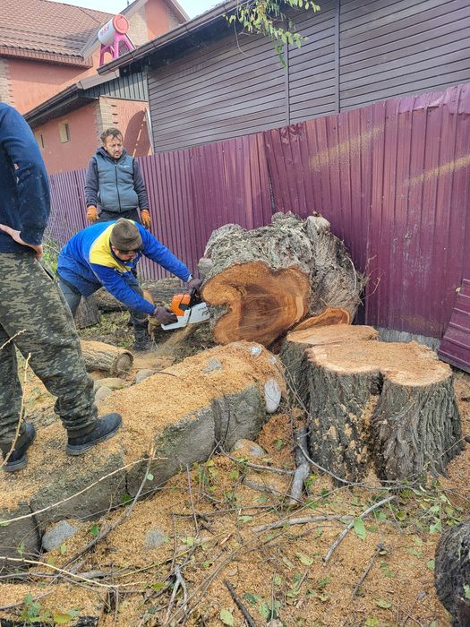 Агаш кесемиз спил деревьев