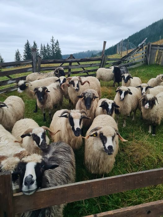Vând optsprezece  oi și doi berbeci breji