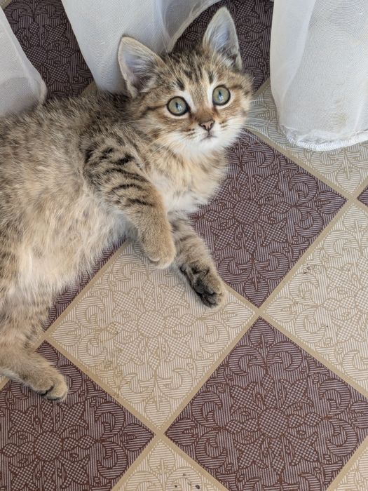 Очень красивый пушистый котенок мальчик