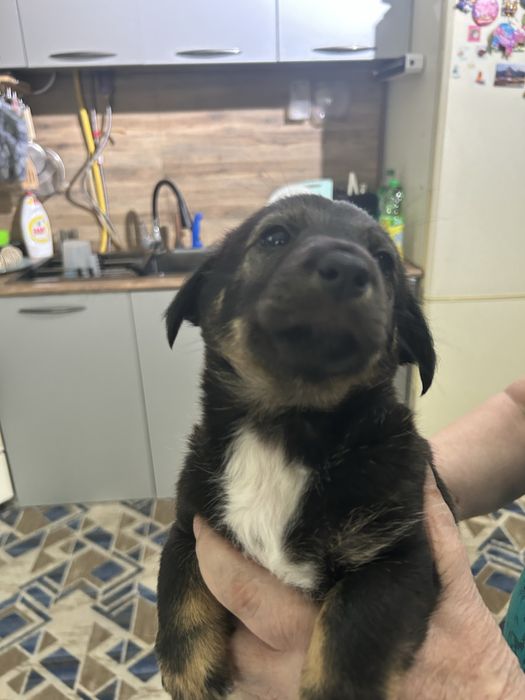 Отдам щенка в добрые руки