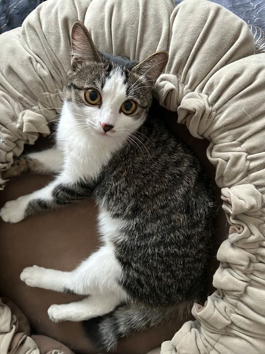 Кошечка Бэлла , 1 годик