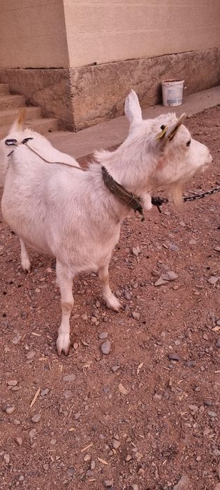 Коза племенная молочная