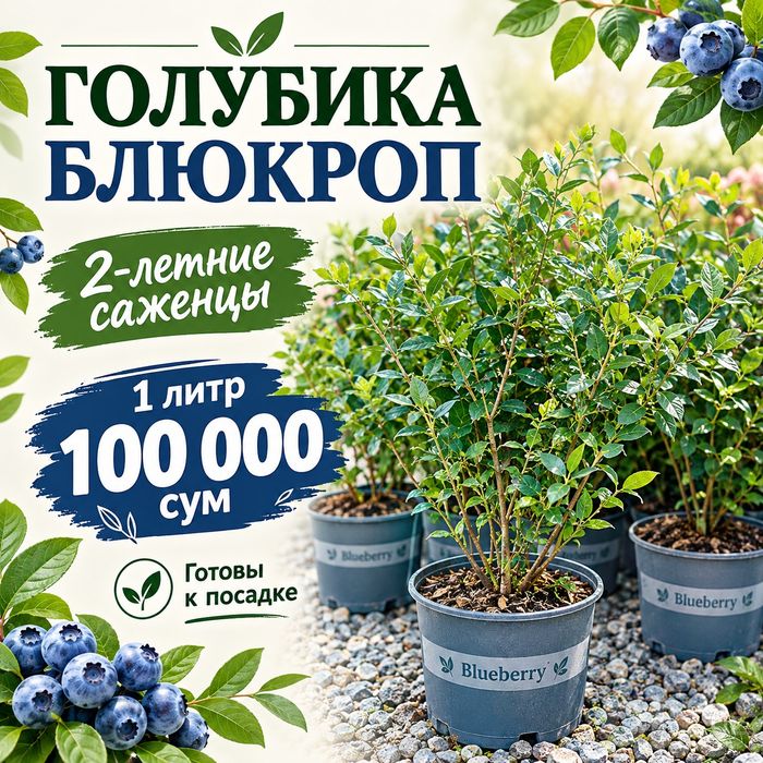 Саженцы голубика Блюкроп