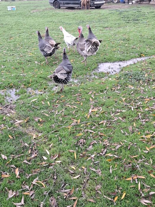 Свободни 5бр пуики 1бр пуяк