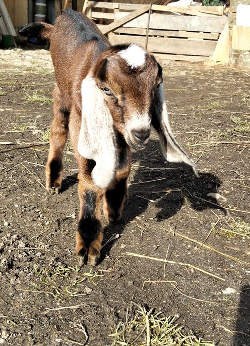 Mascul Anglo nubiana