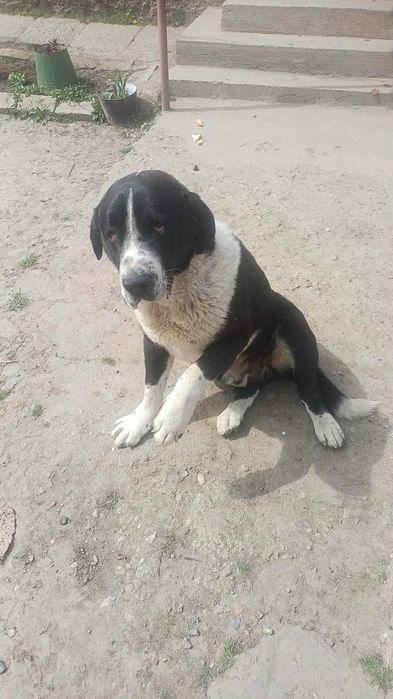 Vând  mascul asia central  vârsta 1 an