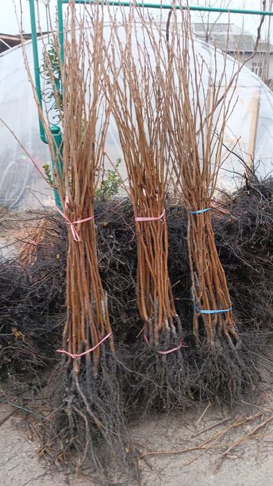 Арча ,мевали ва манзарали кучатлар.саженци ёлки и фруктовые