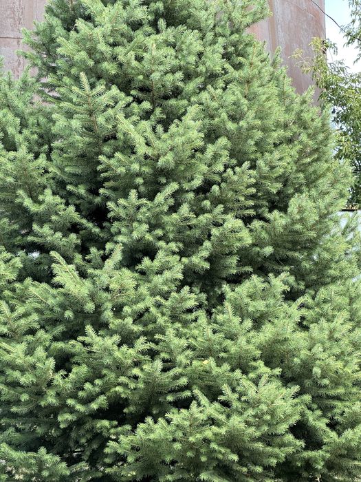 Елки горные