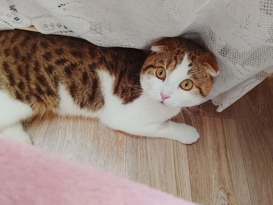 Отдам в добрые ручки