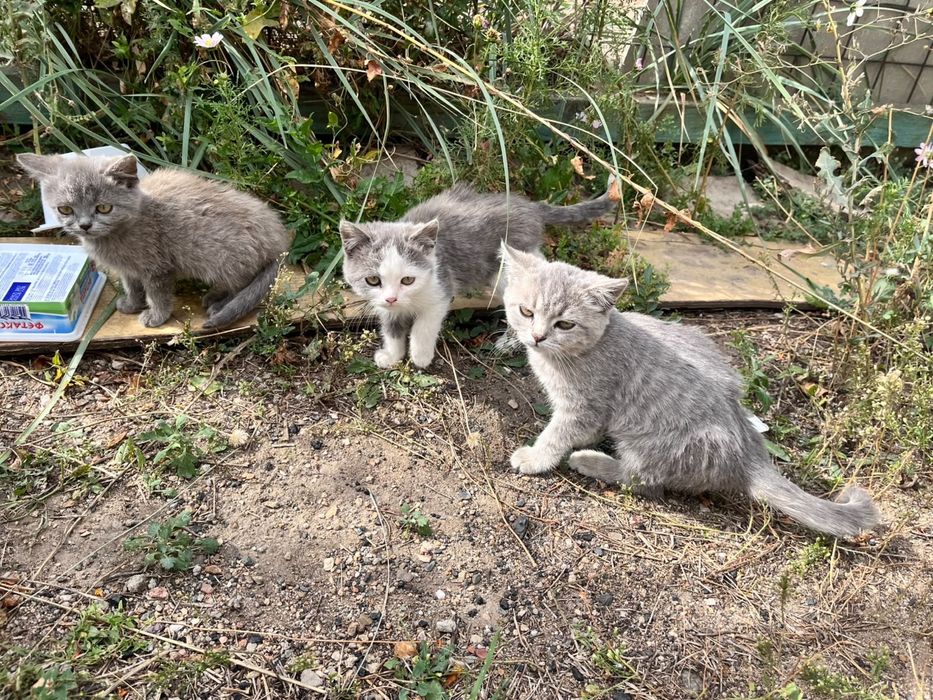 Отдам котят в добрые руки