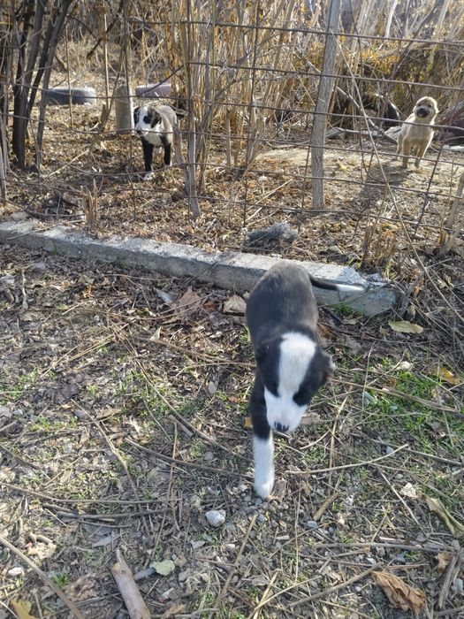 Подарю щенят звонки