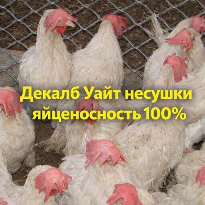Куры несушки алматы