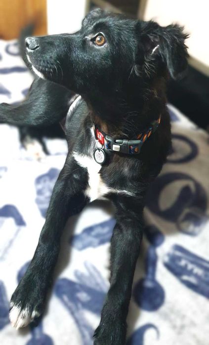 отдам классных щенков в добрые руки