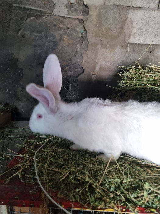 Продам кролов- подростков!