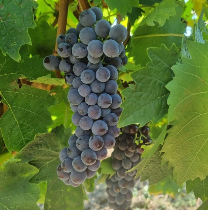 Vand struguri de vin