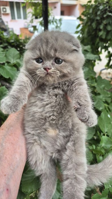 Продаются скоттиш фолд
