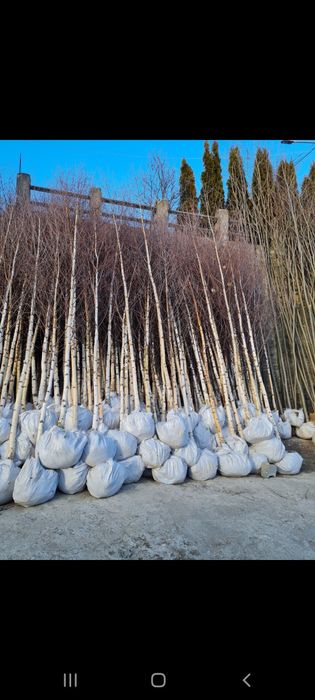 Pomi ornamentali (mestecan,tei, platan,fag,Frasin,carpan,plop) etc.