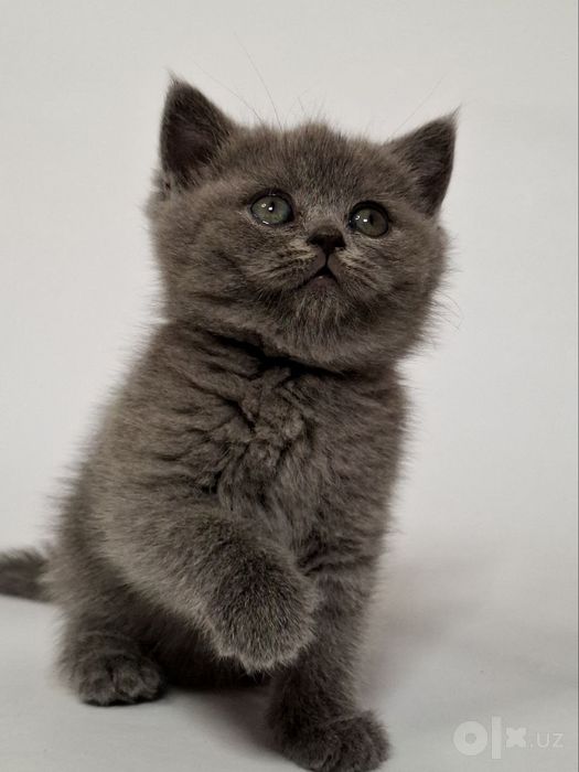 Шотландские  котята