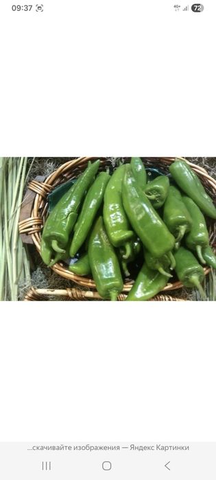 Рассада перца  острый