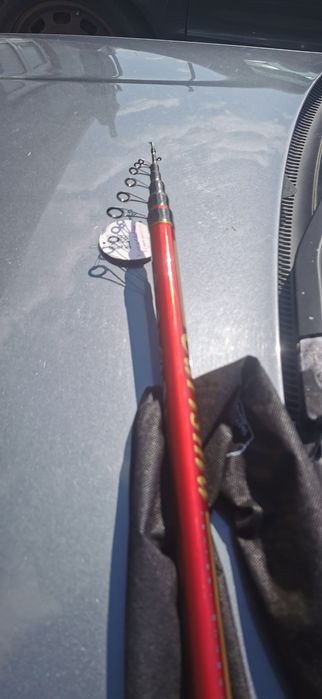 Bologneză  baracuda 6m