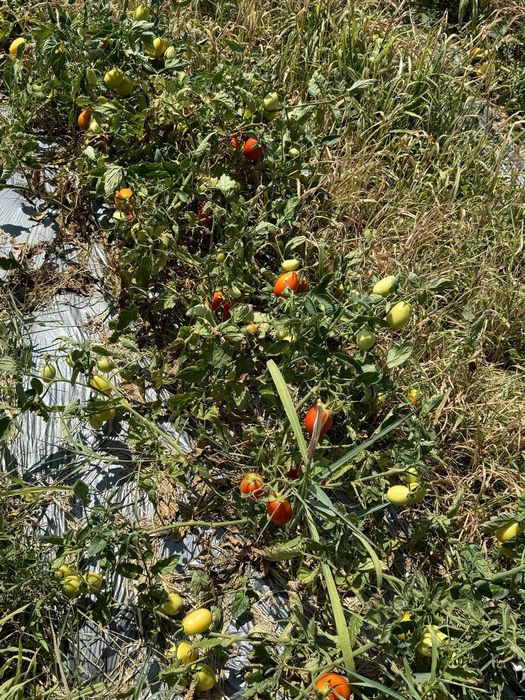 Продава се Земеделски имот в Кюстендил, Осогово -  кв.м за 1774 €/дка - Снимка #22