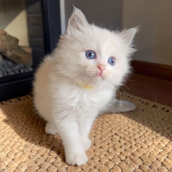 Disponibil mascul Ragdoll