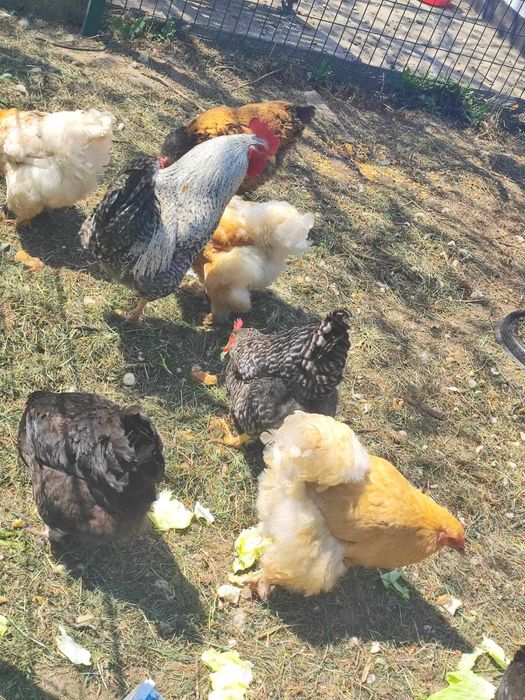 Продавам домашни яйца