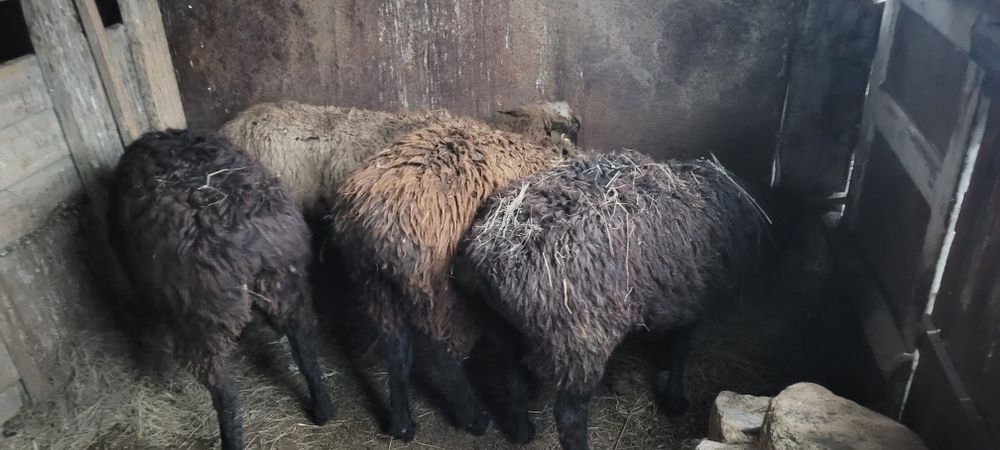 Семіз қойлар сатылады