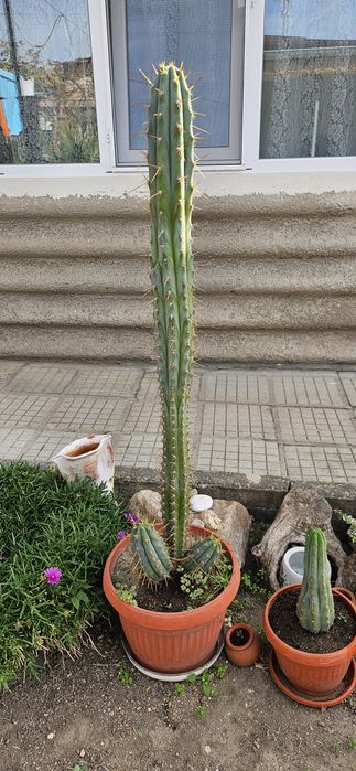 Кактус Сан педро (T. Peruvianus)