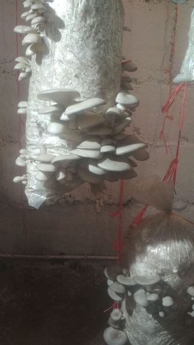 Мицелий вешенки, выращивание в домашних условиях.