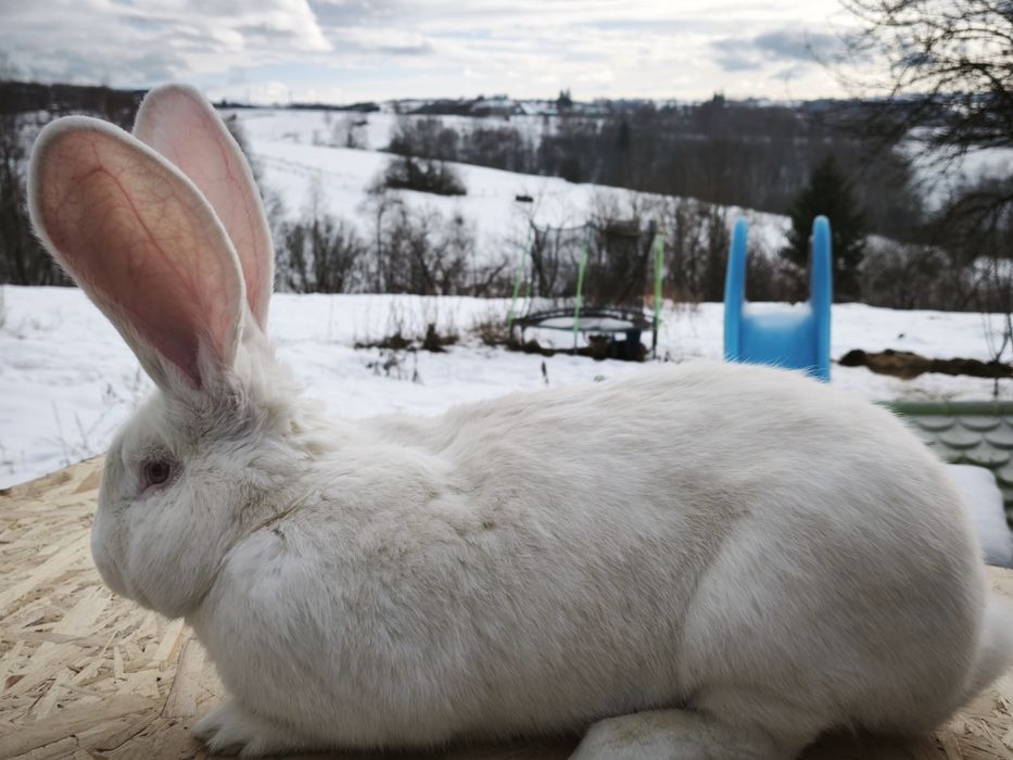 Mascul uriaș german alb