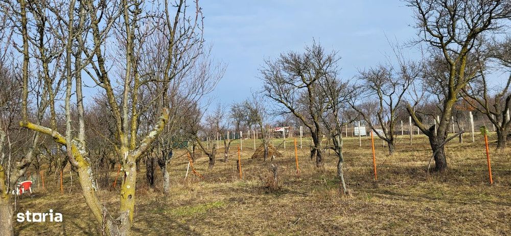 Teren Intravilan 43Ari zona Ortelec-Zalau intre case 4800eur/ar