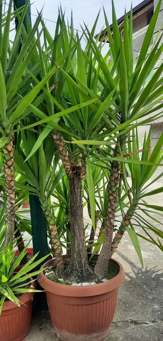 Юки в саксии различни големини