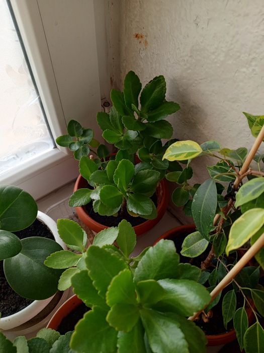 Комнатные растения