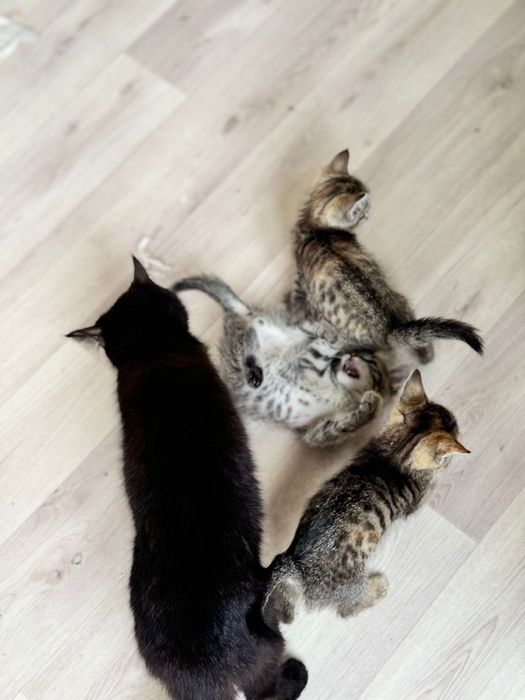 Котята в добрые руки