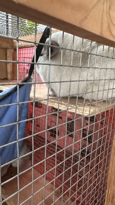 Шиншиллы шиншиллы