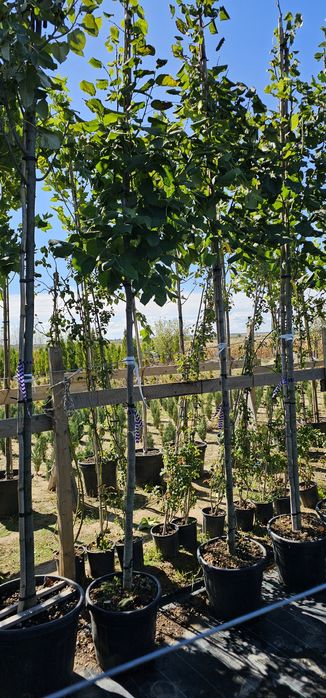 acer platanoides 'crimson king ( artar )